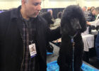 American Kennel Club Meet the Breeds at NYC-2024